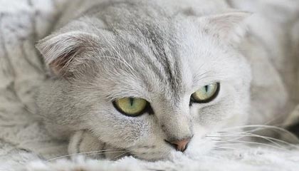 爱游戏电竞官网-国民队连续取胜保持良好势头