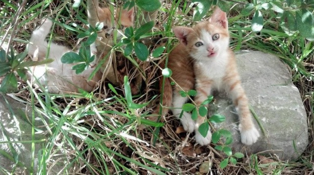 爱游戏平台-“中超联赛引入新技术，确保比赛公正公平”，中超联赛制度