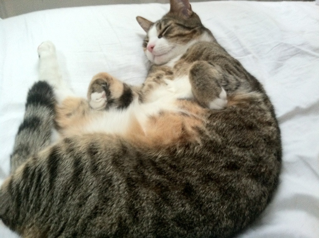 【丁俊晖专访】训练秘诀揭秘：年轻冠军的成长之路，丁俊晖经历介绍