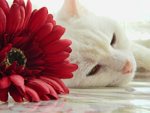 爱游戏官方网站-伊朗队中场罗德里格斯在巴黎奥运会上展现出强大的组织能力，伊朗总统内甲德