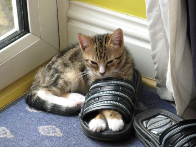 爱游戏 电竞-利兹联逆转懦弱，保级希望大大提高，利兹联球员介绍