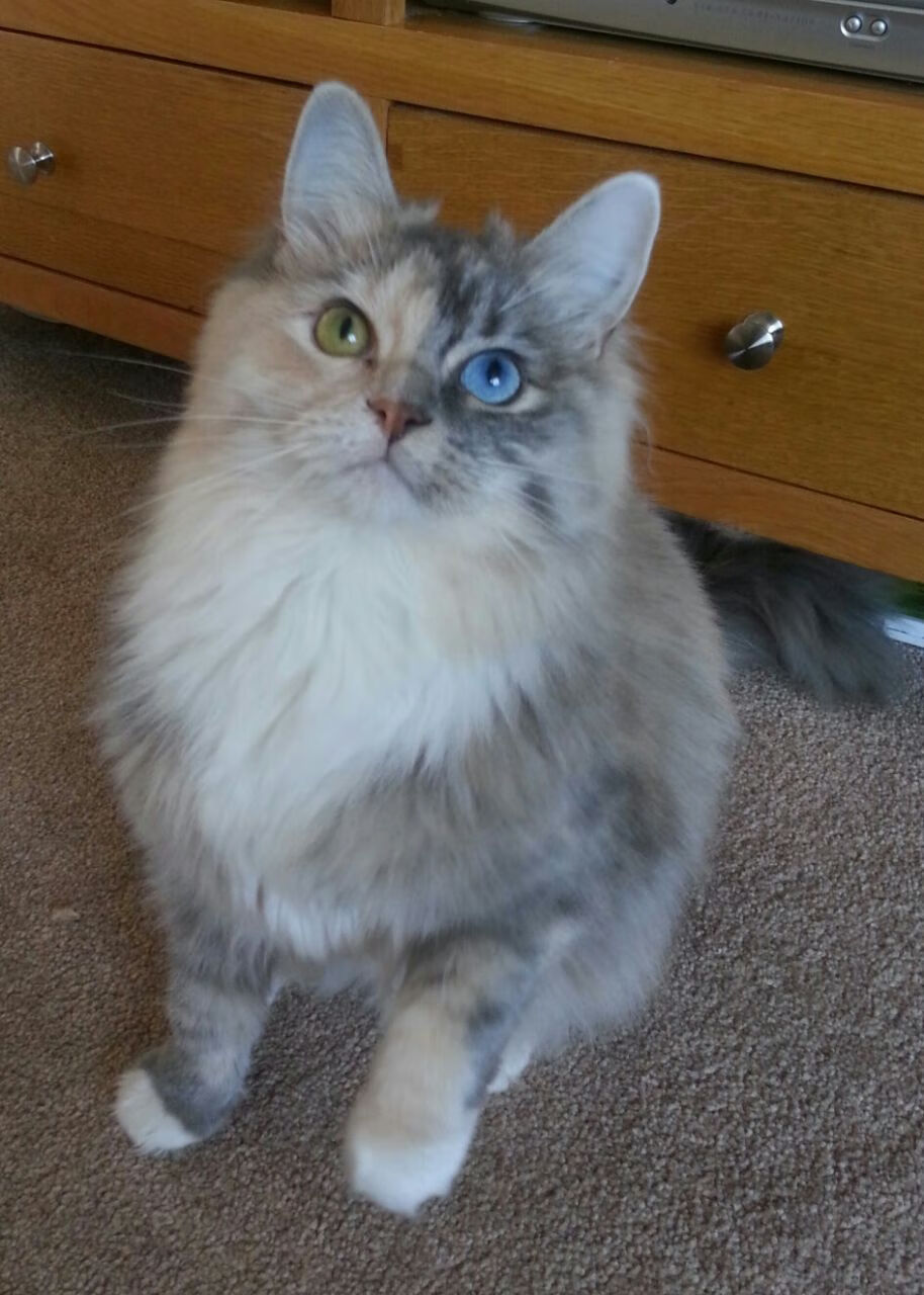 意甲激烈对抗，教练讲比赛策略，意甲球队主教练介绍