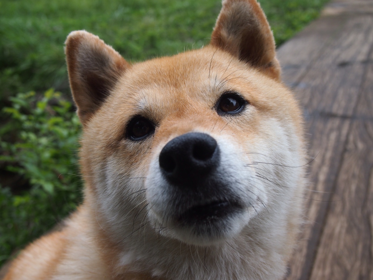 爱游戏体育官方网站-比利时骑手多米安·米歇尔斯在2024年巴黎奥运会盛装舞步比赛中获得第六名，展现坚韧精神。