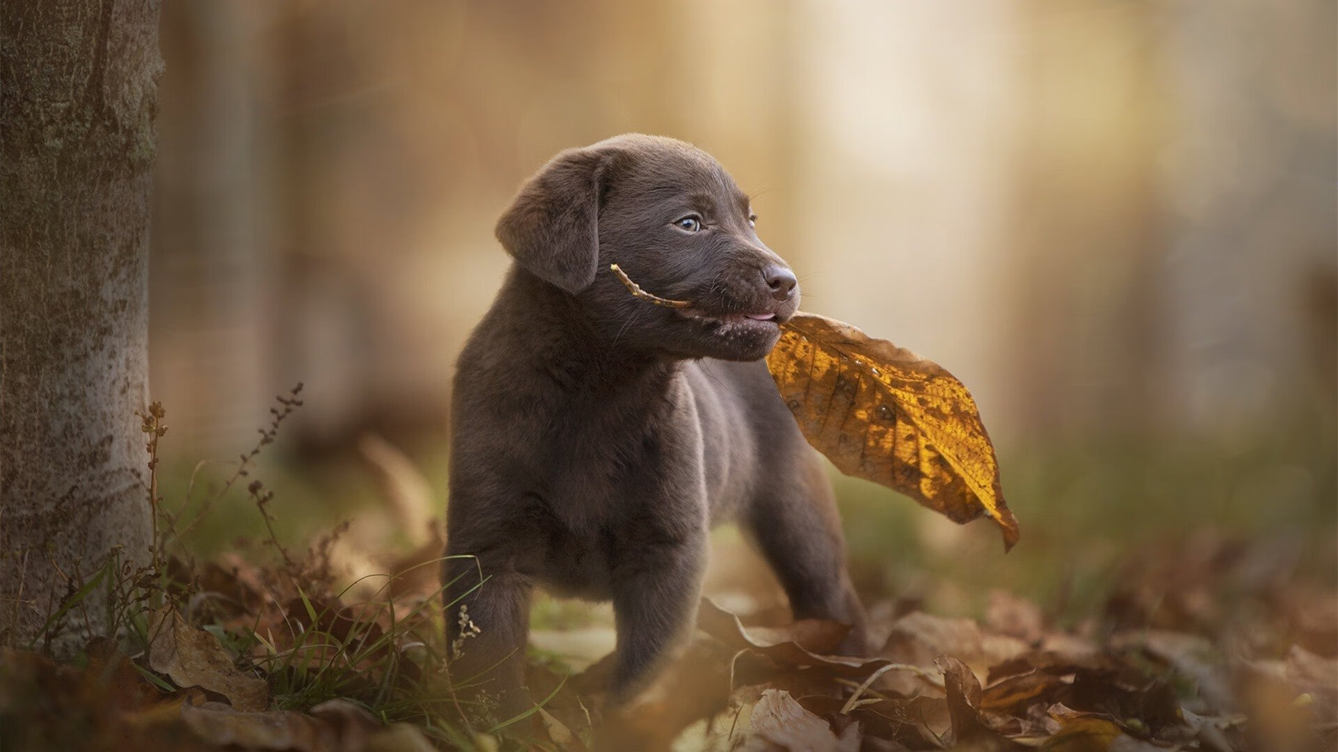 爱游戏中国官方网站平台-T1赛季总结与未来展望，t1季后赛