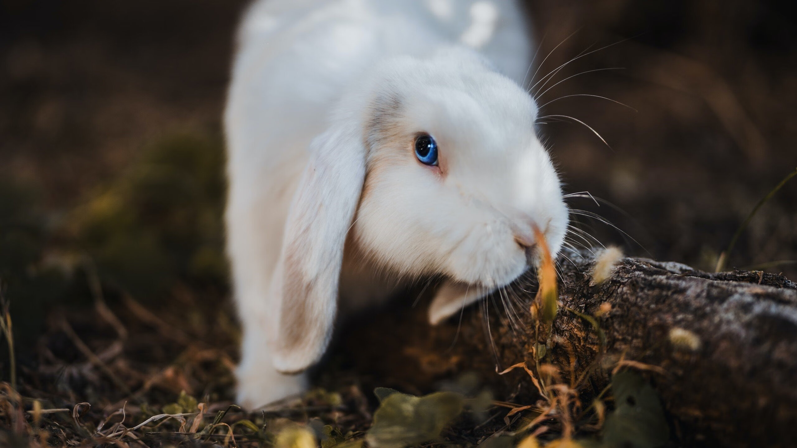 爱游戏体育app-多特蒙德取得关键胜利，排名保持，多特蒙德今年实力