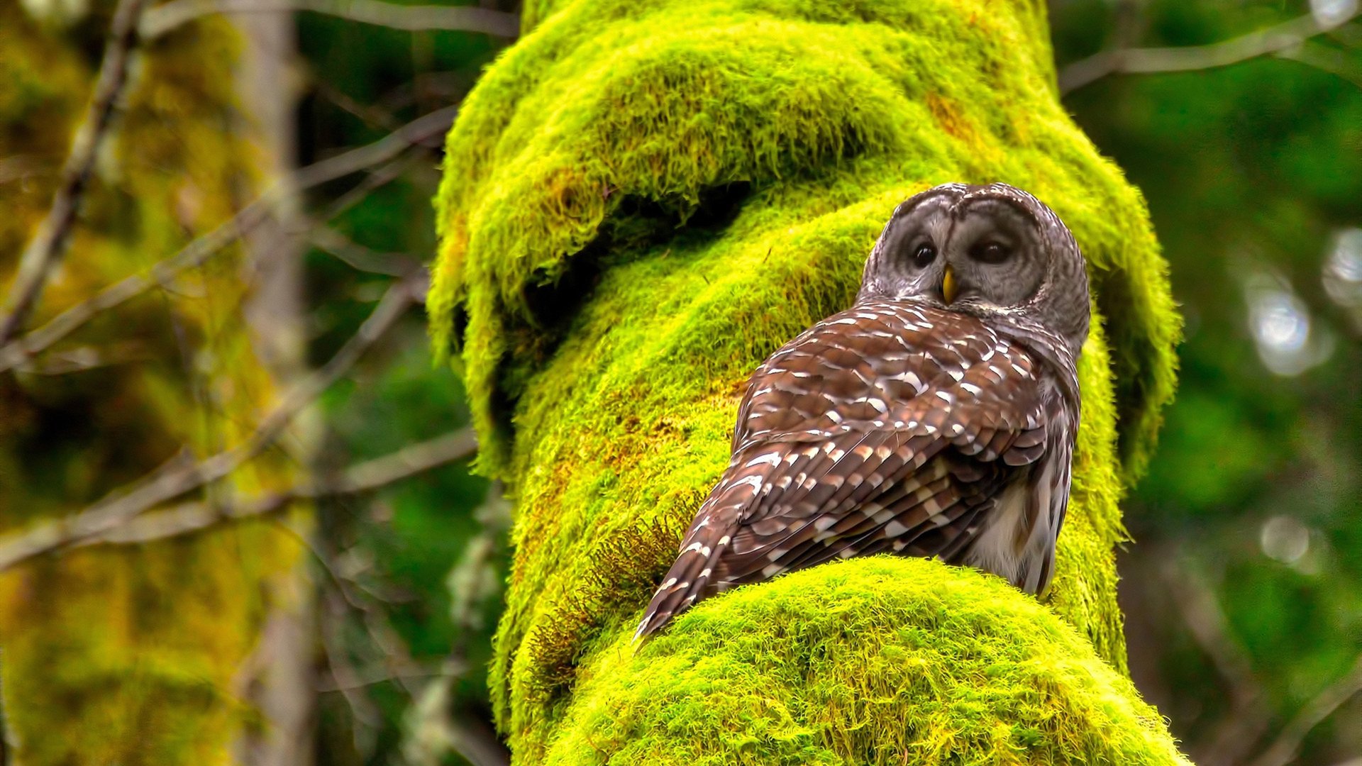 沙特球员成为亚洲联赛得分王,实力无人能敌,沙特 球员