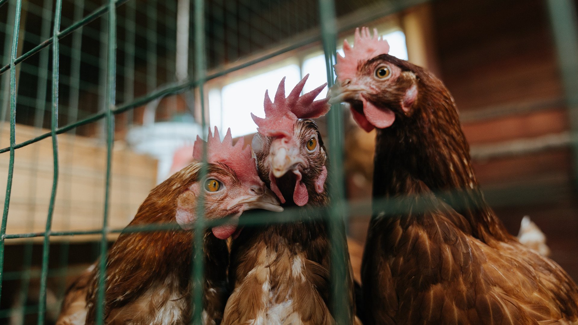 爵士取得胜利,战胜尼克继续势头,爵士对尼克斯的视频直播