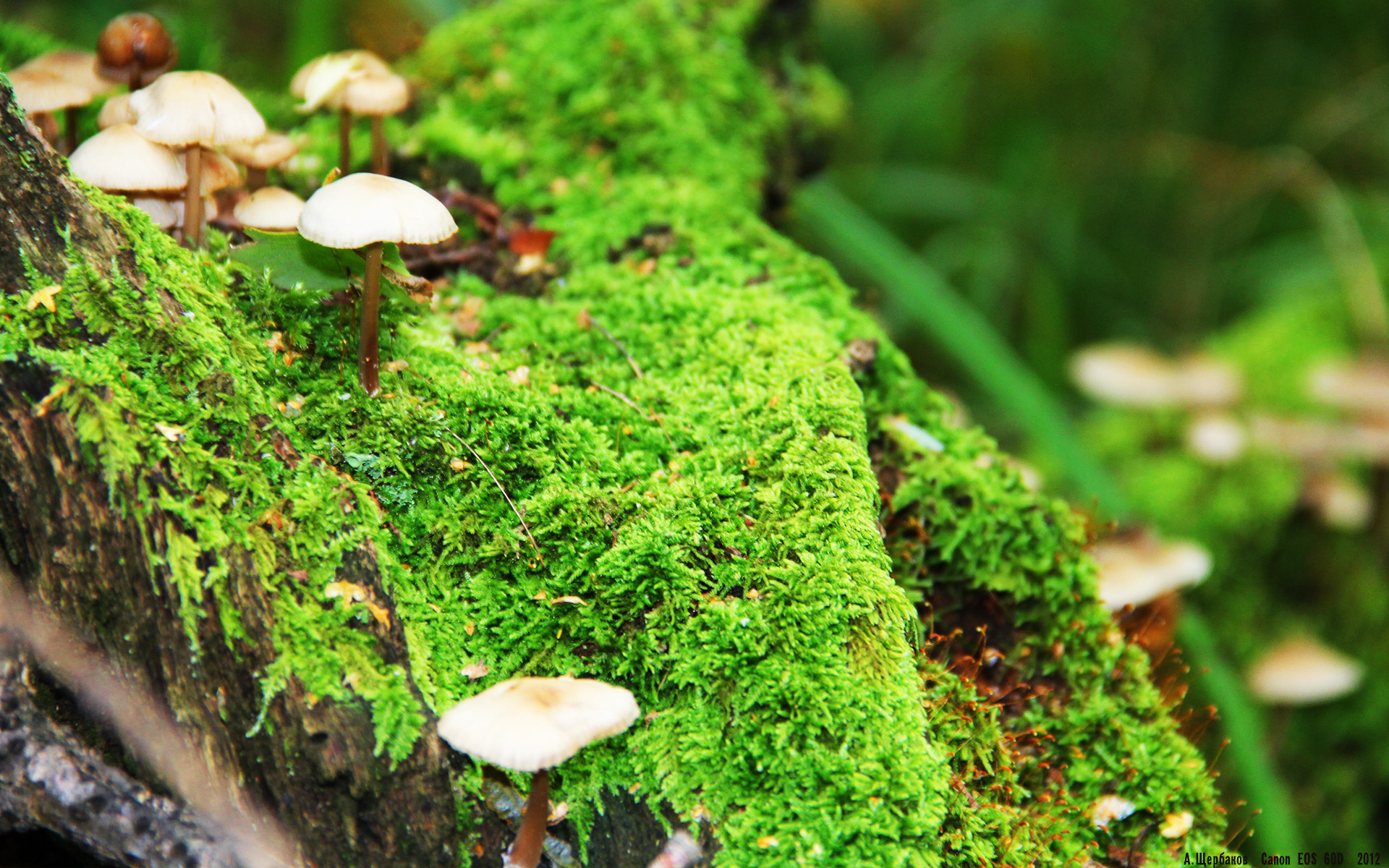 职业篮球运动员心理健康服务体系,篮球运动员心理训练