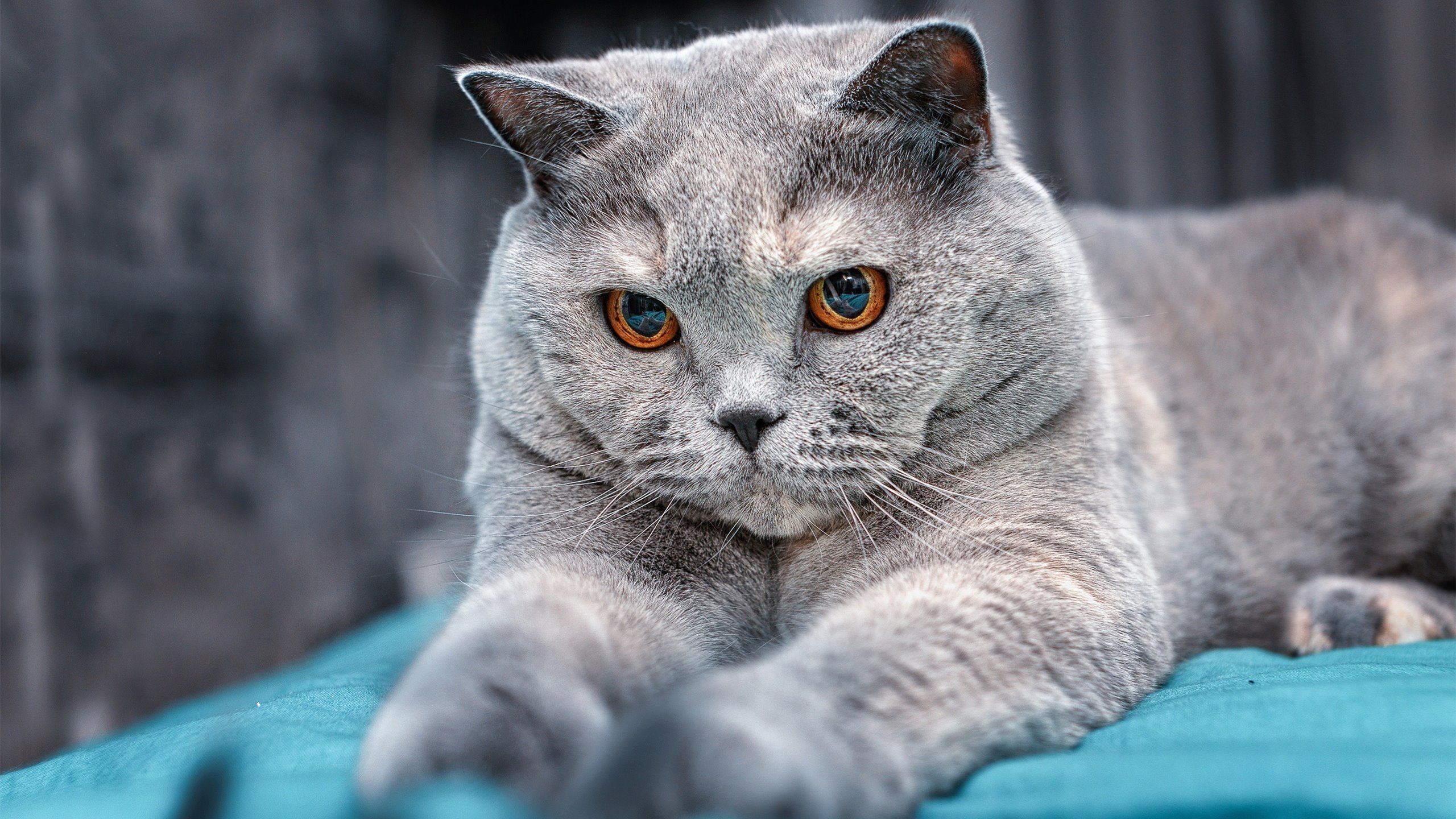 中国篮球青少年篮球发展政策分析及优化建议,国家对青少年篮球的政策