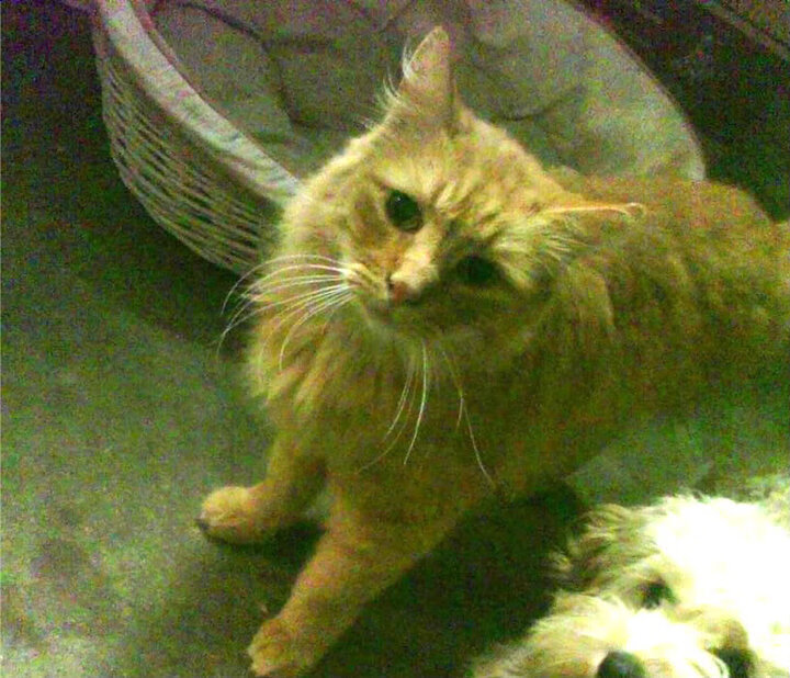 埃及乒乓队未来:强化教练团队,提升战术执行力,埃及乒乓球团体