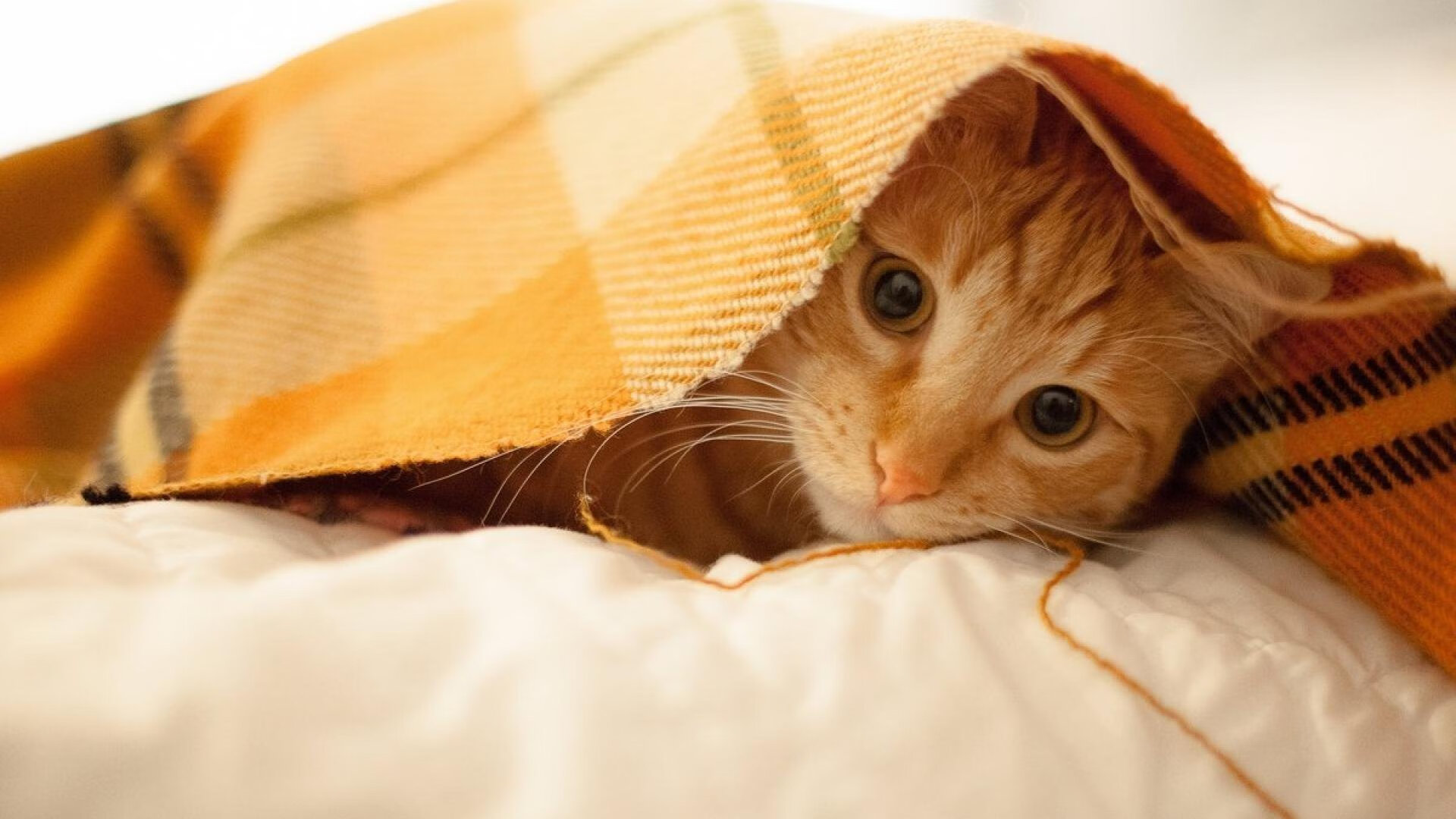 爱游戏下载-德甲超级对决：速度与智慧的终极较量，德甲和德国超级杯